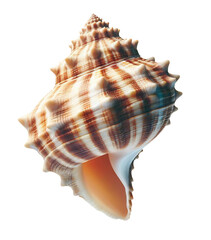 Isolated seashell for use as decoration element