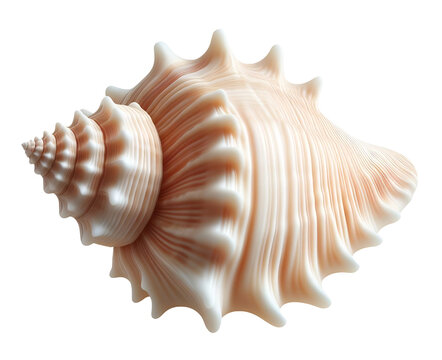 Isolated seashell for use as decoration element