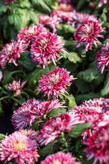A bouquet of chrysanthemums. Multi-colored bouquet of flowers.