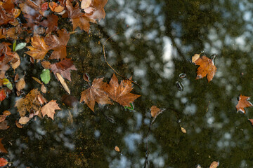 Autumn cold rainy day. Yellow orange maple leaf floating in lake. - 740564734