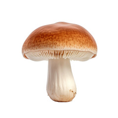 Mushroom isolated on transparent background