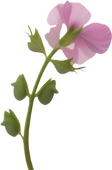 Sweet pea clipart. A cute sweet pea flower icon.