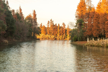 Beautiful colorful forest landscape in autumn season - 740567524