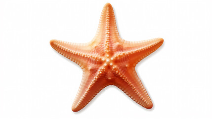 Sea shells and starfish, starfish on the ocean surface