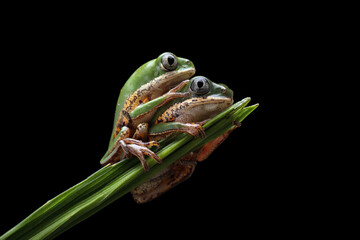 The Orange-legged Leaf Frog or Tiger-legged Monkey Frog (Pithecopus hypochondrialis) is a species of frog found in South America. 