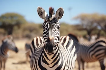  A herd of zebras standing on a dry grass covered field. Suitable for wildlife and nature concepts © Fotograf