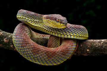 The Mangrove Pit Viper (Red spot) or Trimeresurus purpureomaculatus, is a venomous pit viper...