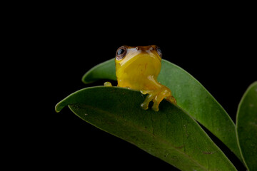 Baby Jade Tree Frog - Zhangixalus dulitensis on leaves. At adult, this frog is one of the most amazing on the island of Borneo, Indonesia.