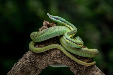 Baron's Green Racer (Philodryas baroni) is a snake species found in the South America.