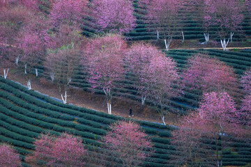 Cherry blossoms on oolong tea hill