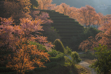 Obraz premium Cherry blossoms on oolong tea hill