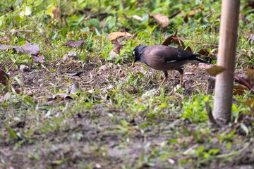 Common myna (Acridotheres tristis) bird is standing on a vegetable garden ground and looking for food. It is locally called Moyna Pakhi in Bangladesh.