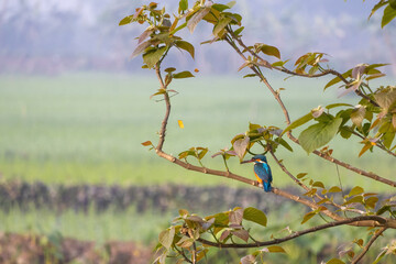Common kingfisher (Alcedo atthis) bird is sitting on a tree branch and waiting for fish prey. It is locally called Maasranga Pakhi in Bangladesh.