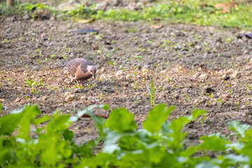 Naklejka na ściany i meble A ‍Spotted Dove is looking for food in the vegetable garden soil. It is called locally Tila Ghughu in Bangladesh. 