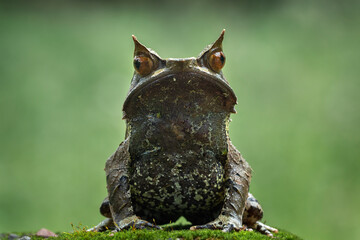 The Long-nosed Horned Frog is a species of frog native to the rainforest in Borneo, Indonesia. - obrazy, fototapety, plakaty