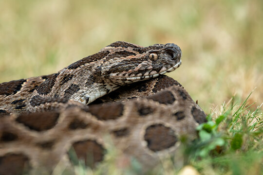 Russell's viper (Daboia russelii) is one of venomous snake in the world, found in India, Asia.