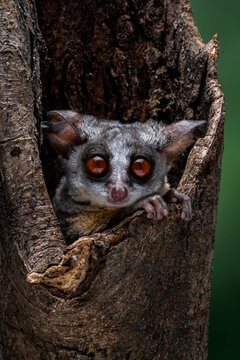 The Bushbaby or Galago, is a small and nocturnal primate and native to Africa.