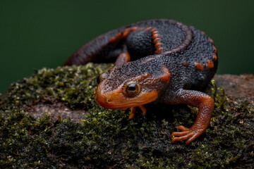 Crocodile newt (Tylototriton verrucosus) is an attractive large and robust species also known as...