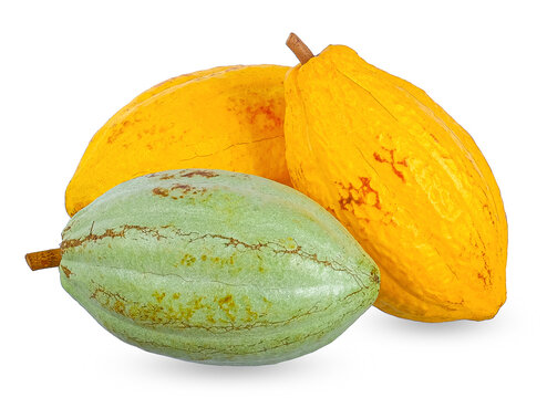 forastero cocoa fruits isolated on white background
