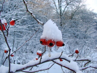 Fantastic natural color contrast of frozen red rosehip berries under a cap of frozen snow on a white background of a snowy forest.