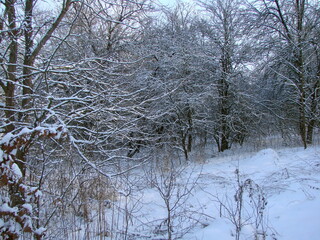 An unparalleled natural picture of a snow-covered forest in the thickets of a forest strip under the rays of the frosty evening sun breaking through the tops of the trees.