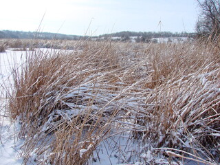 Panorama of snow-covered coastal sedge and reed bushes bathed in sunlight near the snow-white frozen surface of a steppe pond.