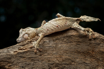 The Satanic Leaf-tailed Gecko (Uroplatus phantasticus) is a species of gecko native to Madagascar.