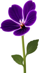 Violet clipart. A cute Violet flower icon.