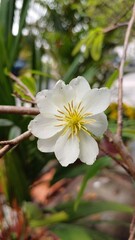 Close-up of white apricot flowers in Mekong Delta Vietnam.