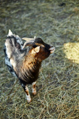 A small domestic goat with a black and brown coat appears curious while standing on fresh straw...