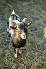 A small domestic goat with a black and brown coat appears curious while standing on fresh straw inside a sunlit farm enclosure.