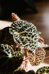 Begonia Ferox, begonia à pics