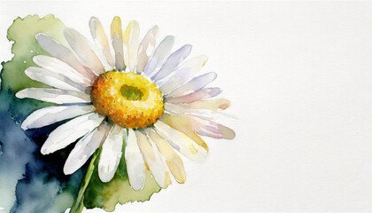 Fototapeta na wymiar Watercolour of a daisy on pure white background canvas, copyspace on a side
