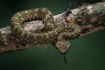 Bornean Pit Viper (Craspedocephalus borneensis) is a venomous pit viper native to the island of Borneo, Indonesia.