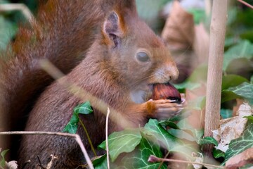 Ecureuil roux au Parc de la tête d'Or