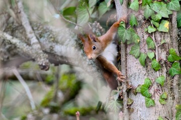 Ecureuil roux dans le Parc de la tête d'Or