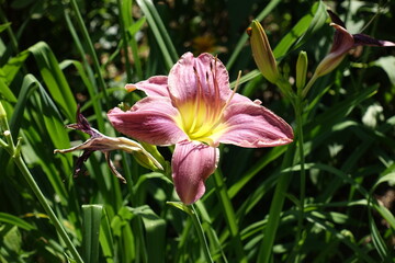 Buds and one pink flower of Hemerocallis fulva in July