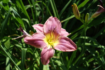 Close view of pink flower of Hemerocallis fulva in July