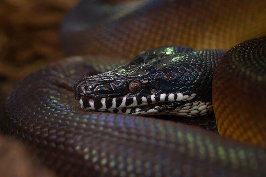 Close-up portrait of a white-lipped python (Leiopython albertisii) or bothrochilus albertisii