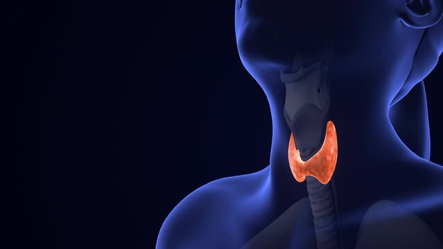 Human Thyroid Gland Anatomy Animation