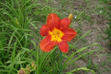 Big red flower of Hemerocallis fulva in June