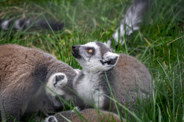 Obraz premium ring lemur catta