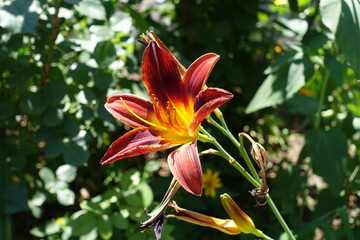 Blood red flower of Hemerocallis fulva in July