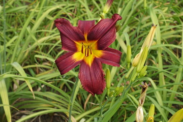 Burgundy red flower of Hemerocallis fulva in mid July