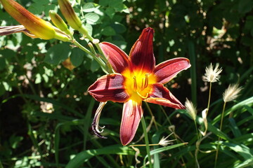 Fototapeta premium Cardinal red flower of Hemerocallis fulva in July