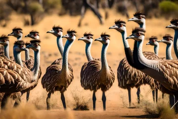 Selbstklebende Fototapeten Group of Emu birds in the wild © MSohail