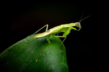 Preying Mantis on the leaf, Green insect, Isolated, Black Background, Selective Focus