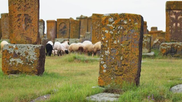 Flock of sheep grazing among historic Khachkar monuments in Sevan, Armenia. Rich cultural heritage captured in this scenic footage.