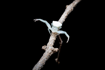 White Crab Spider, Black Background, Selective Focus