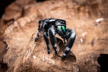 Regal Jumping Spider, Black White Green Spider, Selective Focus, Copy Space.